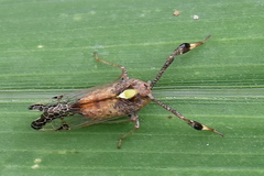 Raphiophora intricata