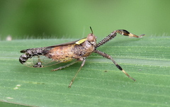 Raphiophora intricata