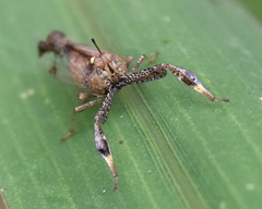 Raphiophora intricata