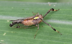 Raphiophora intricata