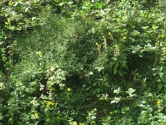 Urtica perconfusa