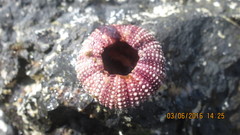 Mesocentrotus franciscanus