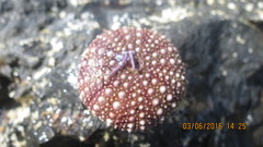 Mesocentrotus franciscanus