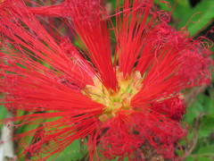Calliandra tweediei