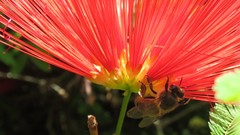 Calliandra tweediei
