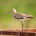 Willet - Photo (c) Jason Headley, some rights reserved (CC BY-NC), uploaded by Jason Headley