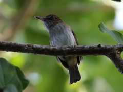 Attila spadiceus cozumelae