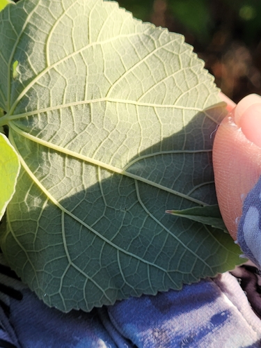 Image of Abutilon trisulcatum by (c) Jo Roberts, some rights reserved (CC BY)