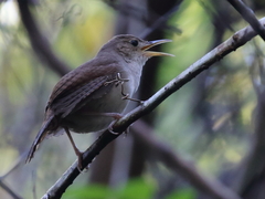Troglodytes aedon beani