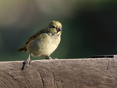 Tiaris olivaceus intermedius