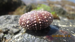 Mesocentrotus franciscanus