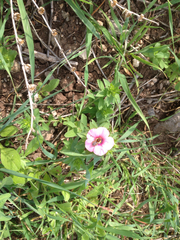 Linum pubescens