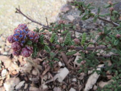 Ceanothus impressus