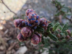 Ceanothus impressus