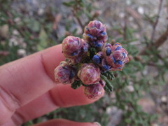 Ceanothus impressus