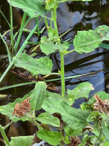 Image of Malachra capitata by (c) Jo Roberts, some rights reserved (CC BY)