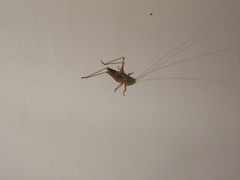 Conocephalus semivittatus
