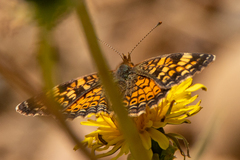 Phyciodes tharos orantain