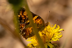 Phyciodes tharos orantain