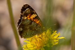 Phyciodes tharos orantain