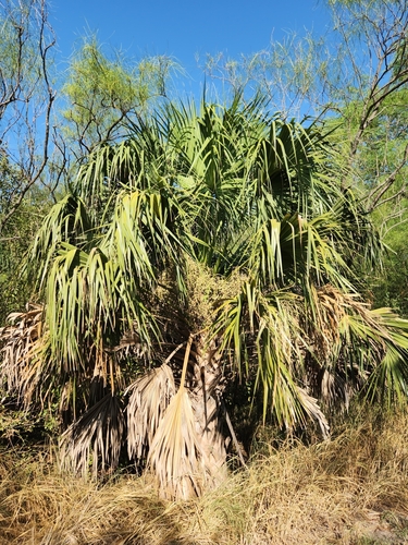 Image of Sabal mexicana by (c) Jo Roberts, some rights reserved (CC BY)