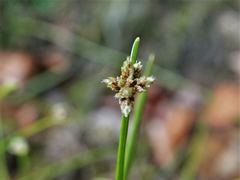 Isolepis inundata