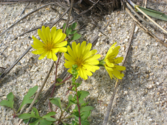 Ixeris repens