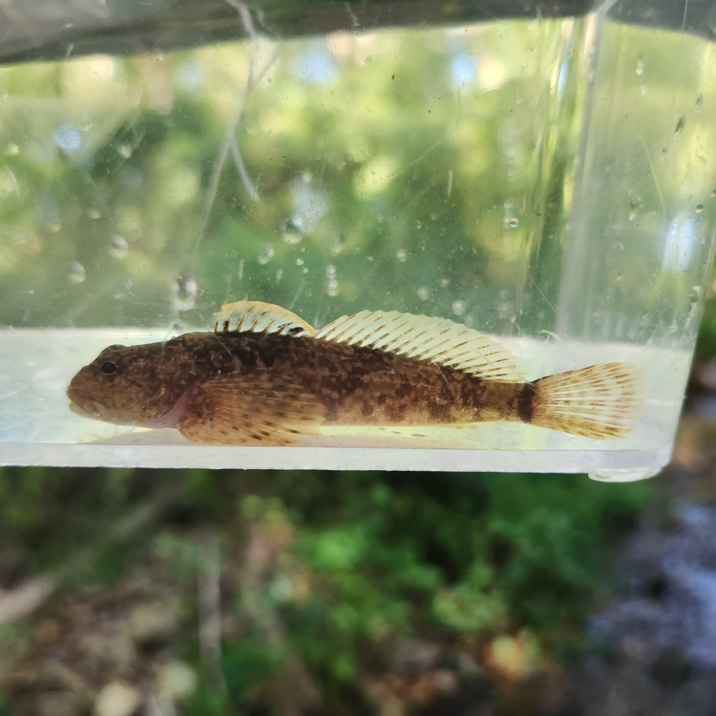 Freshwater Sculpins in September 2023 by bapplesauce. Unnotched caudal ...