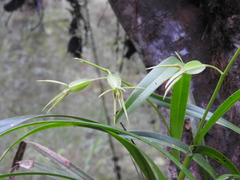Prosthechea rhynchophora