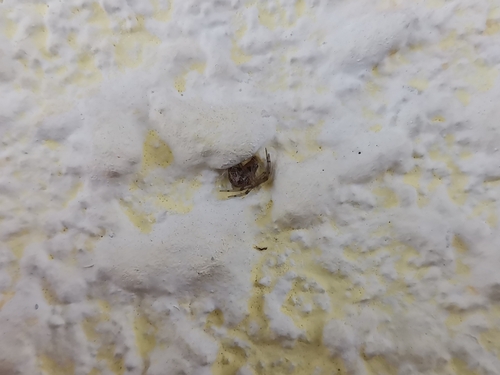snovačka skleníková (Parasteatoda tepidariorum)