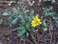 Ixeris repens