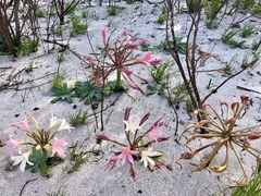 Ammocharis longifolia