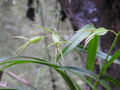 Prosthechea rhynchophora