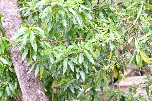 Mangifera indica image