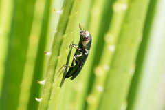 Polycestinae