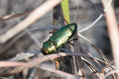 Polycestinae