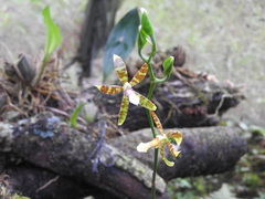 Oncidium stenoglossum