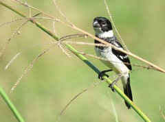 Morelet's Seedeater photo 4