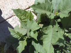 Smallanthus uvedalia