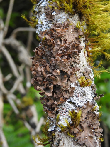 Nephroma laevigatum