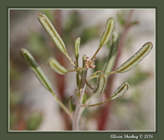 Chylismia