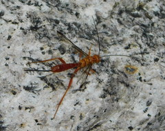 Labeninae