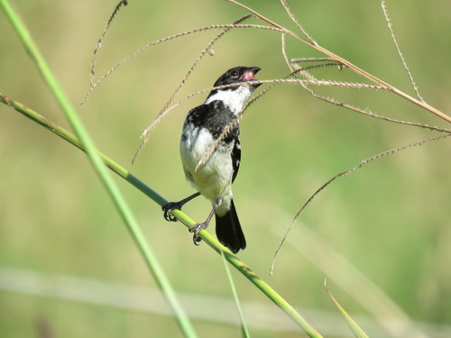 Morelet's Seedeater