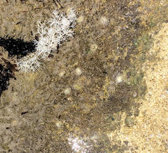 Siphonaria zelandica