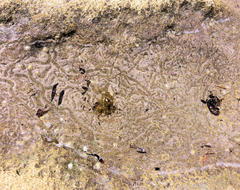 Siphonaria zelandica