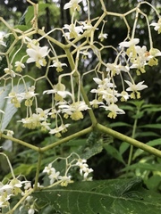 Begonia parviflora