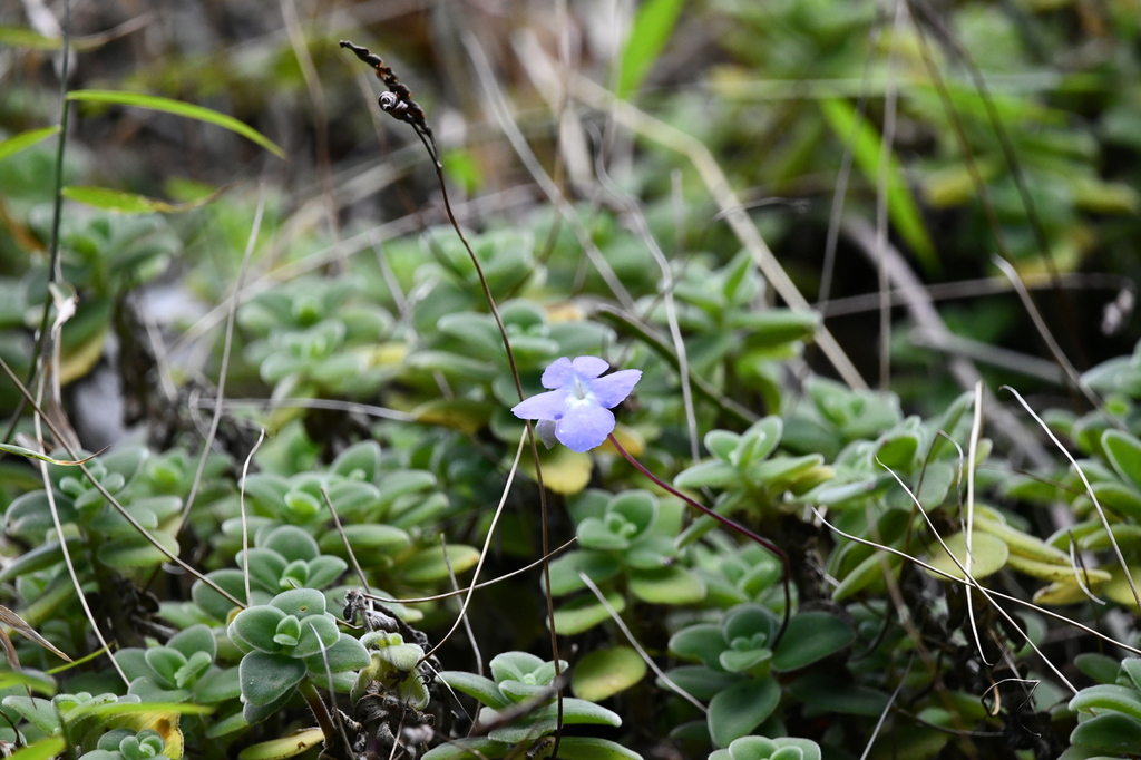 false African violet from Morogoro Urban, Tanzania on August 8, 2023 at ...