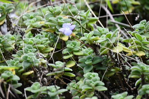 Foto de Violeta Pendente
