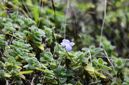 Foto de Violeta Pendente