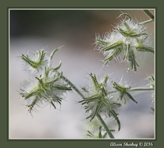 Cryptantha nevadensis